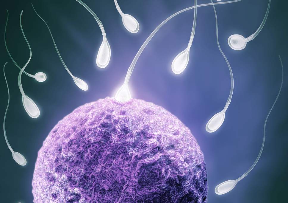 low testosterone and male fertility
